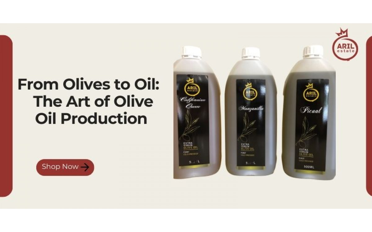 From Olives to Oil: The Art of Olive Oil Production