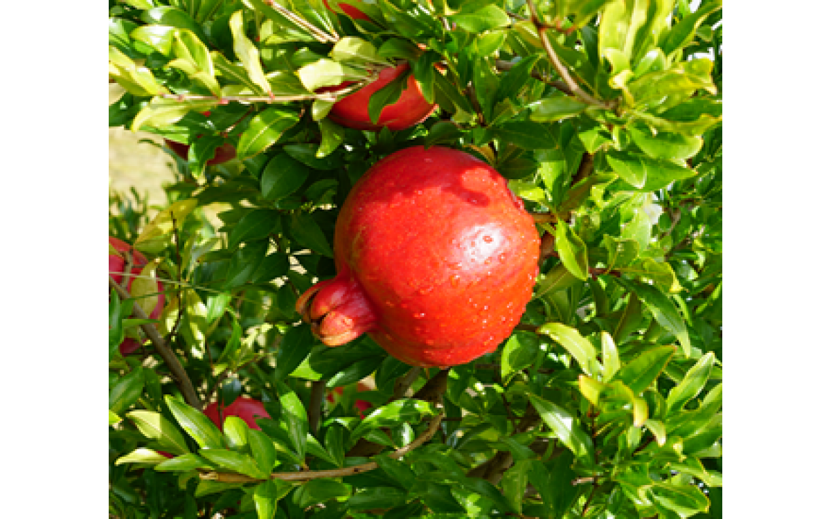 Pomegranate ready for harvest
