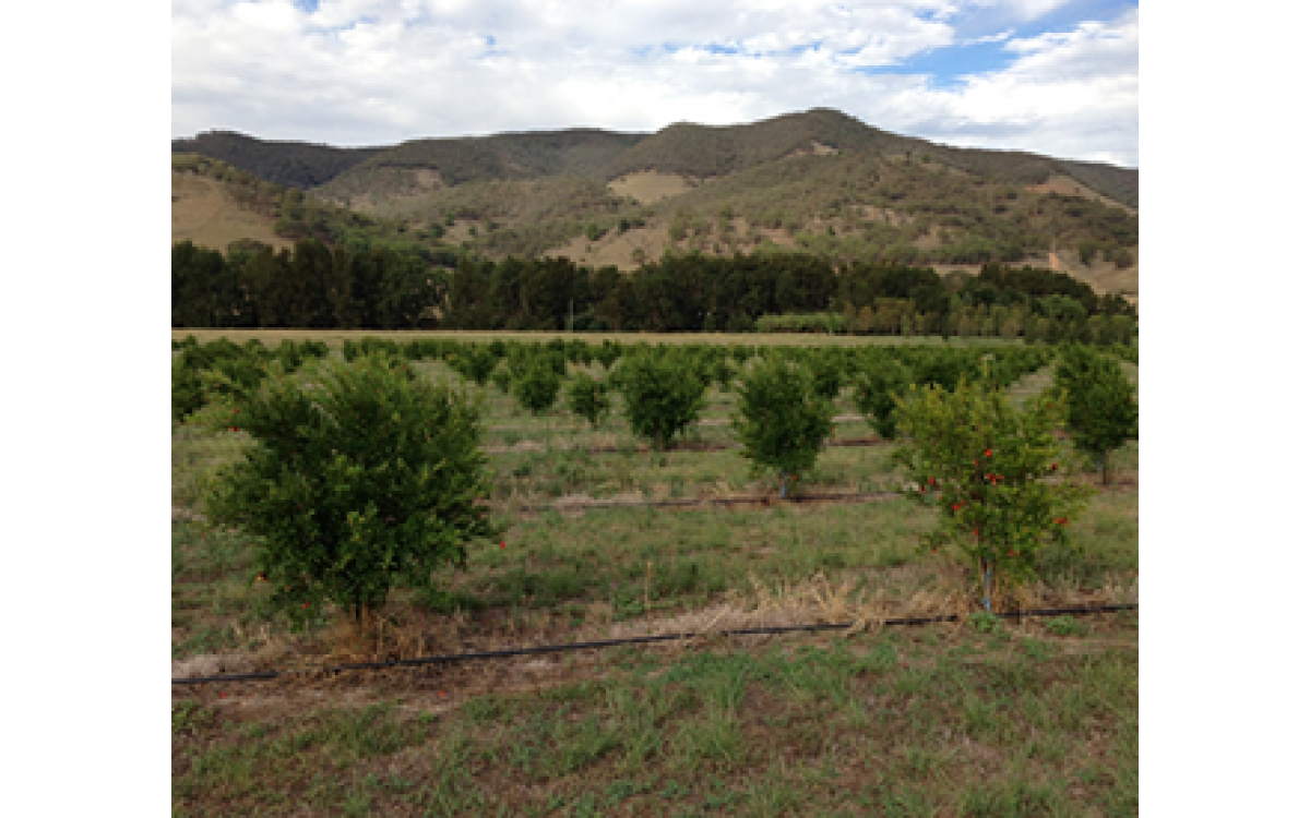 Our pomegranate orchard is growing well