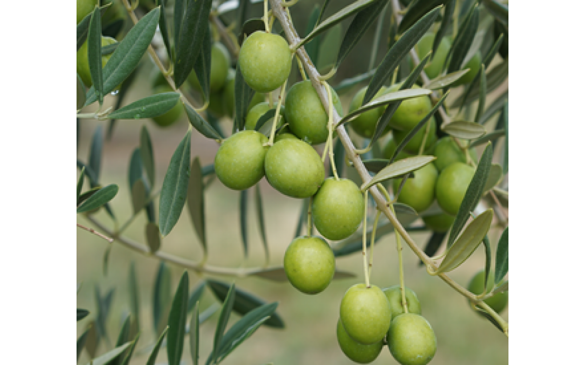 Our 2021olives