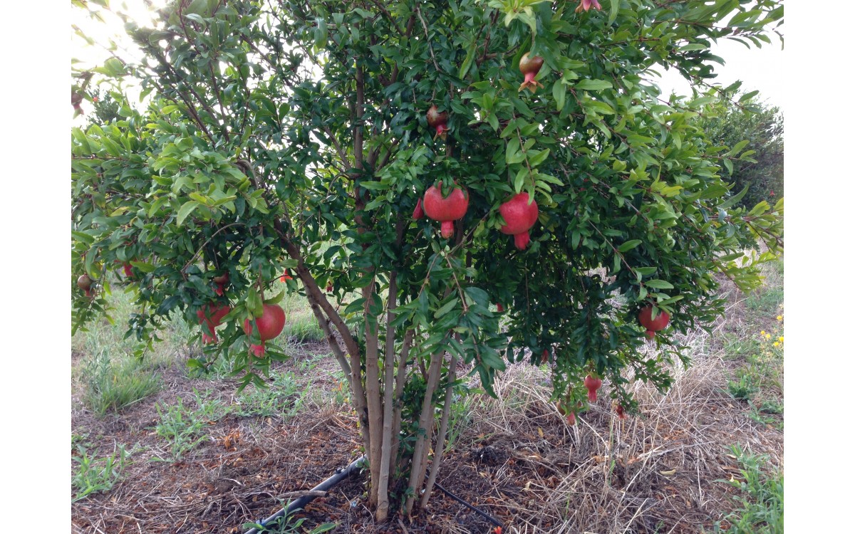 Pomegranate fruit