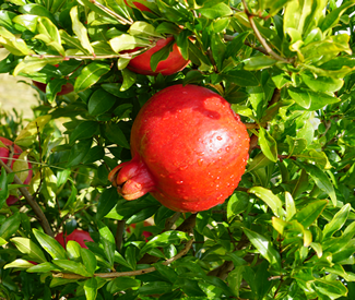 Pomegranate ready for harvest