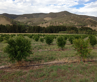 Our pomegranate orchard is growing well