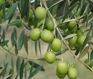 Our 2021olives