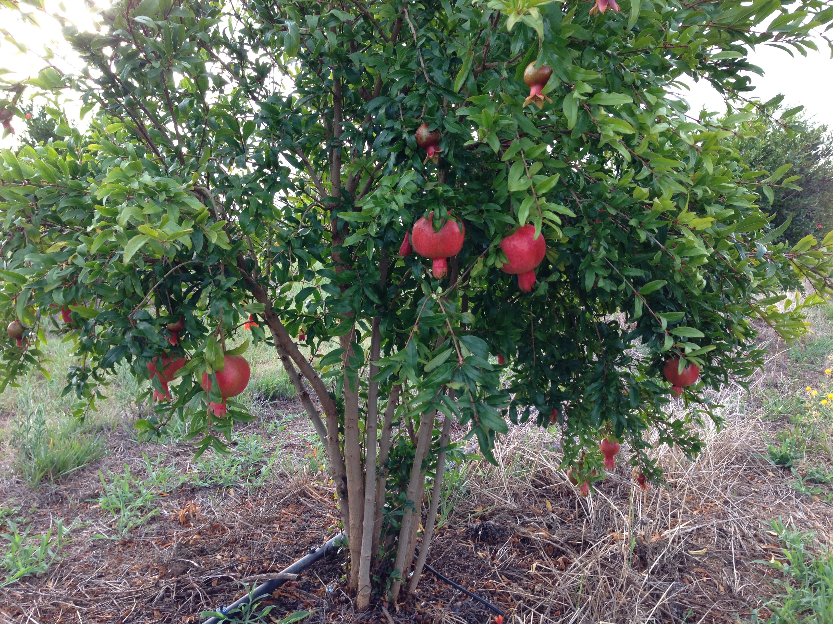 Pomegranate fruit